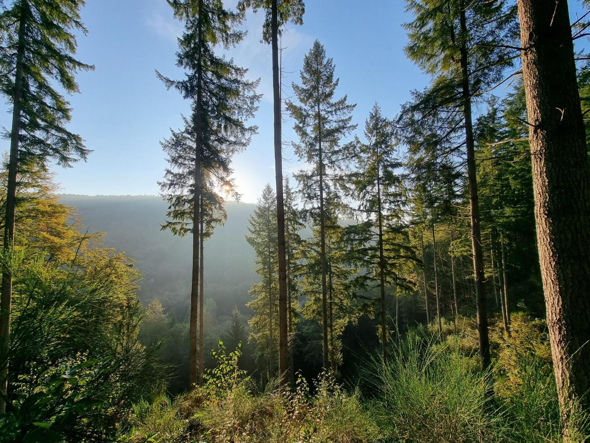 Pfalztraum Fewo'S Bruchweiler-Bärenbach Extérieur photo
